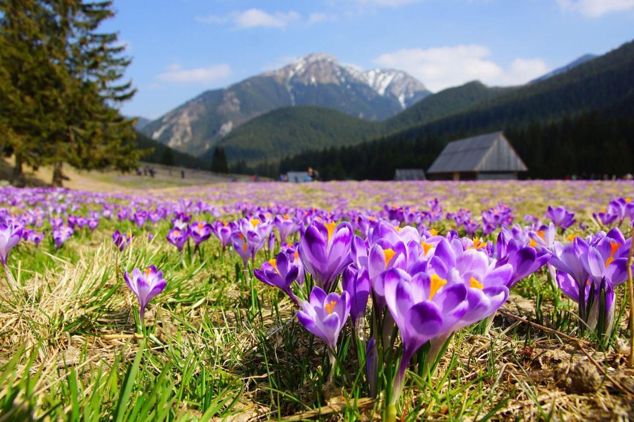 Hotel Helios 300m Od Krupowek Nowy Basen Od 12 Lipca Zakopane